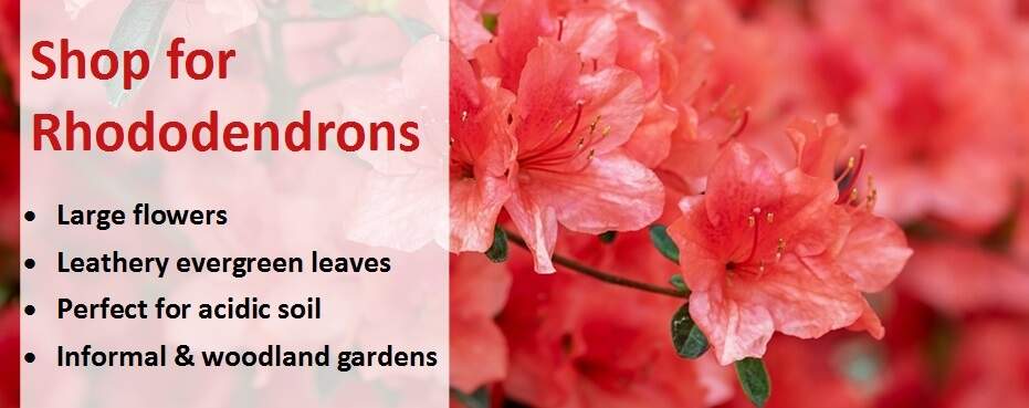 Shop for Rhododendrons banner 3